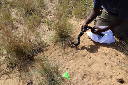 En esta ocasión se liberaron 42 serpientes índigo orientales