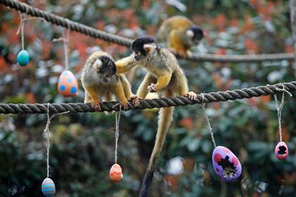 En esta secuencia se ve a un mono ardilla, a la derecha, empujando a otro mientras toma una ración de gusanos y semillas del huevo de Pascua de papel maché