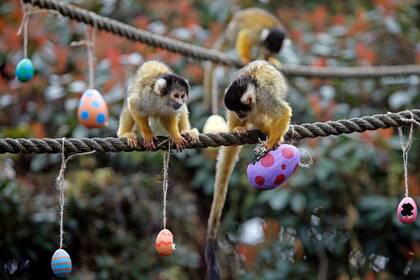 En esta secuencia se ve a un mono ardilla, a la derecha, empujando a otro mientras toma una ración de gusanos y semillas del huevo de Pascua de papel maché