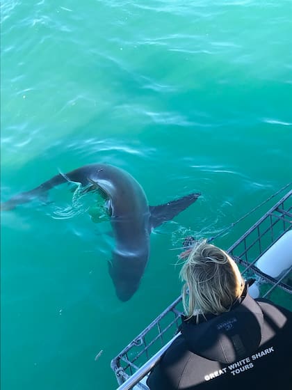 En esta zona de Sudáfrica la concentración de tiburones blancos es mayor por la unión de la corriente Atlántico con la cálida desde el Índico, que transforman a estas aguas en ricos bancos de alimentos
