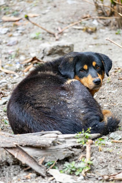 En estado salvaje, los perros daban vueltas para vigilar su entorno y rastrear amenazas en el suelo donde dormirían