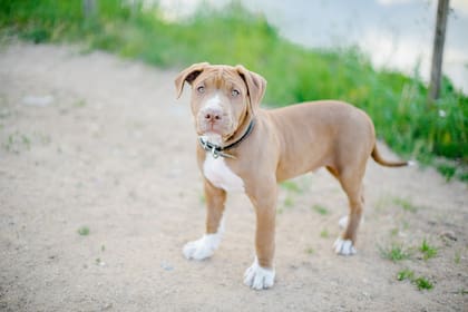 En Estados Unidos, algunas legislaciones locales prohíben tener Pitbulls