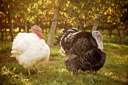 En Estados Unidos es más común la crianza del pavo de plumaje blanco, una variante del pavo domesticado.