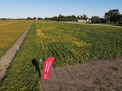 En Estados Unidos la empresa viene creciendo con su genética de soja