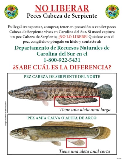 En Estados Unidos y México se solicita a la población no comercializar ni transportar a otras zonas estos peces