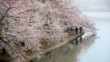 En Estados Unidos ya llegaron a su pico este último fin de semana