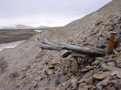 En estas zonas se tomaron muestras de ADN ambiental para la investigación