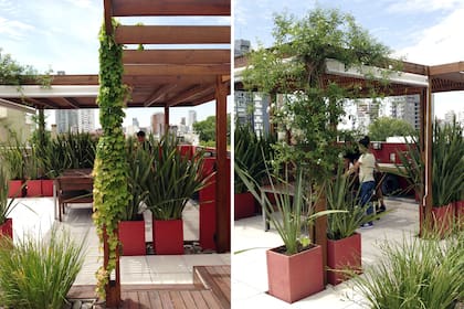 En este caso, las macetas son protagonistas de un jardín donde el rojo marca contrapunto con los formios y dietes. En la pérgola trepan jazmín azórico y ampelopsis.