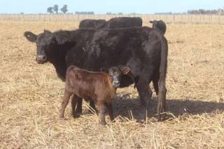 La dura realidad del ganadero tras la mayor sequía en 100 años