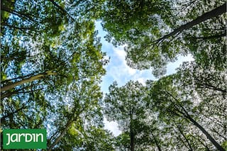 “Plantar árboles está bien, pero no cualquier árbol ni en cualquier sitio”
