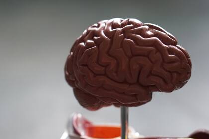 En este Día Mundial del Cerebro se busca concientizar sobre las barreras que enfrenta las personas con discapacidad, más que nada en la educación y la salud