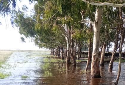 En este escenario, la entidad ruralista señaló que va a acompañar el pedido de la municipalidad y solicitará a los productores que, de ser posible, “no salgan de sus establecimientos ni traten de ingresar y que solo lo hagan por una emergencia”