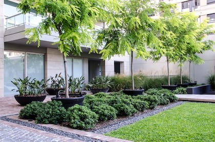 En este espacio exterior, las pailas con Strelitzia reginae acompañan al cantero de Pittosporum tobira ‘Nana’ con Robinia pseudoacacia en contenedores (Paisajismo: Ullmann + Ayarza).