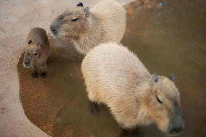 En este espacio, los visitantes pueden interactuar con capibaras