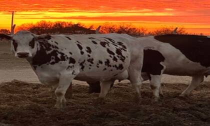 Por primera vez: otorgaron a un tambo un millonario crédito comercial en UVA con respaldo de warrants sobre sus vacas 8 En este sentido, dijeron que “el uso de warrants proporciona una capa adicional de seguridad tanto para el prestamista como para el prestatario, ya que representa una garantía tangible de que el ganado bovino existe y está bajo control, lo que minimiza el riesgo de la operación financiera, sumando un marco seguro y transparente para todas las partes involucradas”