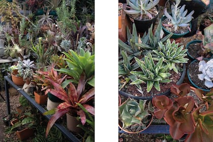 En este vivero se pueden encontrar suculentas de distintas formas y colores.