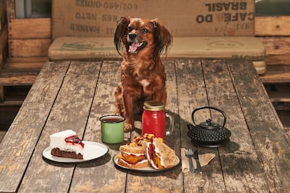 En Estilo Veggie son tan pet friendly que hasta realizan asiduamente jornadas de adopción