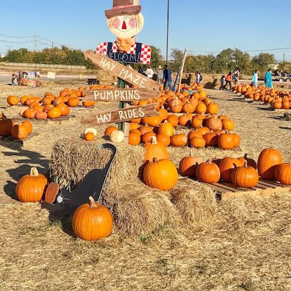 En estos huertos encontrarás una gran variedad de calabazas (Instagram/@ulyssesblanco)