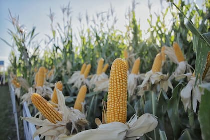 En Expoagro 2026, NK Semillas mostrará nuevos híbridos de maíz y girasol, además de variedades de soja y herramientas digitales para el manejo agronómico