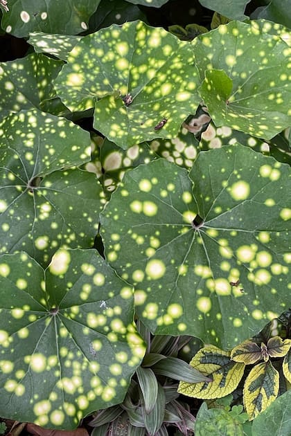 En Farfugium japonicum ‘Aureomaculatum’, las manchas son un rasgo ornamental valioso y estable