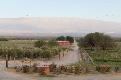 En Finca Albarossa tienen olivos, además de viñas.