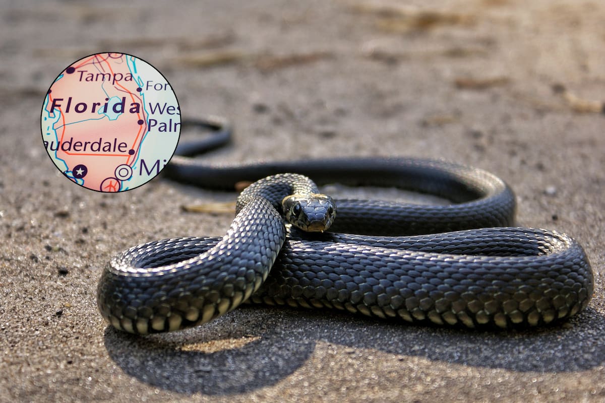 Ni matarlas ni llamar al profesional: esto es lo primero que debes hacer si ves una serpiente en tu casa en Florida
