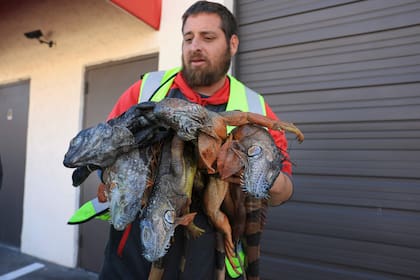 En Florida, se habilitó el sacrificio humanitario de las iguanas verdes congeladas