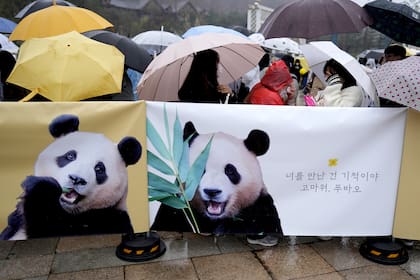 En fotos, así fue la emotiva despedida del famoso panda Fu Bao en Corea del Sur