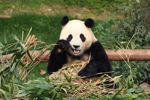 Así fue la emotiva despedida del famoso panda Fu Bao en Corea del Sur