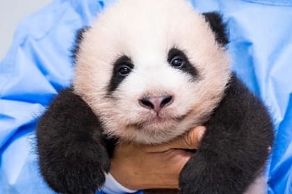 En fotos, así fue la emotiva despedida del famoso panda Fu Bao en Corea del Sur
