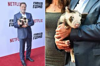 Del estreno de Schwarzenegger junto a su curiosa mascota al caos desatado por Brad Pitt