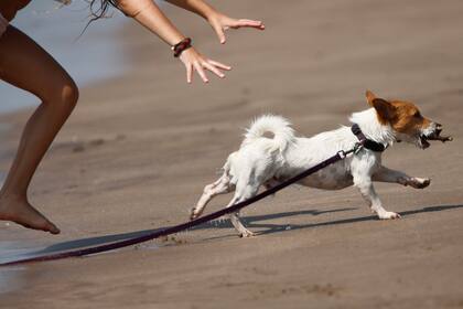Disrutar en libertad, aunque haya que arrastrar la correa por las arenas marplatenses