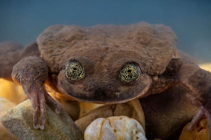 La combinación del cambio climático, la destrucción del hábitat, la contaminación, el patógeno quitridio, que es mortal en estas especies, y la introducción de truchas invasoras ha provocado una disminución abrupta de especies de ranas acuáticas en Bolivia, Ecuador y Perú, algunas hasta casi su exti