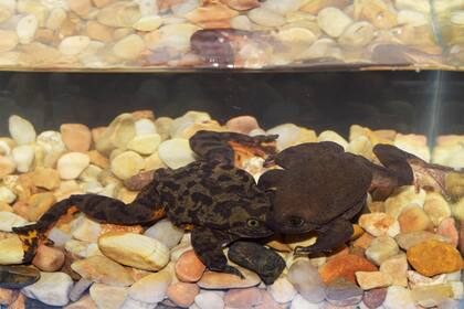 La rana de Sehuencas es totalmente acuática y su especie fue una vez abundante en el fondo de pequeños arroyos o ríos y en pozas en el bosque montano de Bolivia