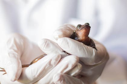 Julieta, cuyo descubrimiento en la naturaleza fue noticia en todo el mundo en enero, fue tan buena que los dos han estado viviendo juntos en el acuario de Romeo desde entonces