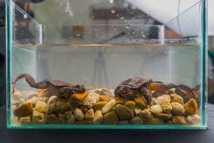 Julieta y otras cuatro ranas de Sehuencas (Telmatobius yuracare) fueron halladas en enero pasado en la región de Cochabamba y colocadas en un acuario