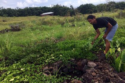 Los efectos para la salud humana en la isla con 7500 habitantes aún no son cuantificados, pero científicos sospechan que la interacción con los plásticos inevitablemente llega a las bocas de los pobladores locales. Cultivar sus propios alimentos en muy común en los habitantes de Rapa Nui