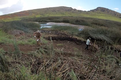 Mantener limpio el humedal de basura y de plantas invasoras es una tarea fundamental para mantener la calidad del agua potable