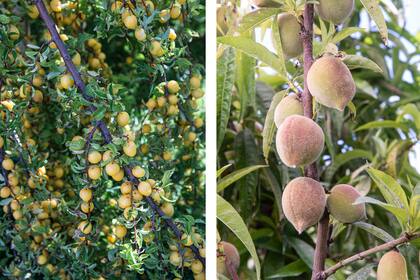 En frutales caducifolios como el duraznero, el ciruelo o el manzano, una poda en otoño puede debilitar la planta y afectar su producción en la próxima temporada