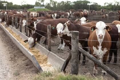 En ganadería, se contempla la venta forzosa de hacienda, tanto bovina, caprina, ovina o porcina, pero los requisitos son muy estrictos