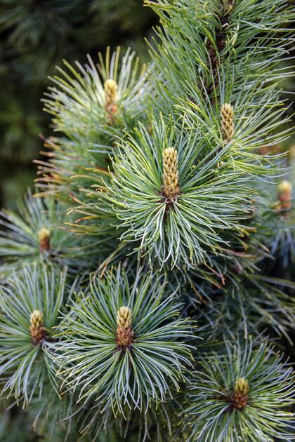 En general las especies que se eligen para decorar en Navidad son coníferas de diferentes géneros según la climatología local: Abies, Picea, Pinus