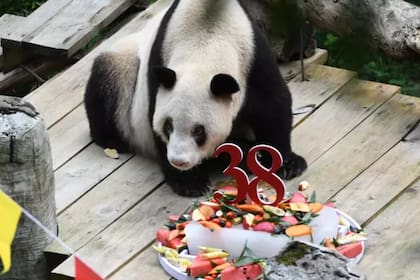 En general, los pandas gigantes suelen vivir alrededor de 20 años en estado salvaje y unos 30 años en cautiverio. Xin Xing logró extender su vida hasta los 38 años y cuatro meses