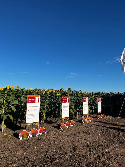 En Girasol se lanzó BRV L 210 CP y BRV H 280 CL