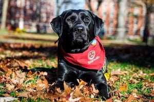 Sasha, la simpática perra con una misión muy especial