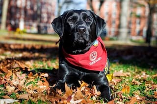 Sasha, la simpática perra con una misión muy especial