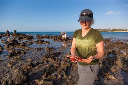 En Hawai, los paquetes turísticos ofrecen cursos de conservación oceanográfica