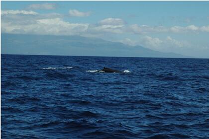 En invierno (desde noviembre hasta abril) llegan las ballenas Humpback a parir y a procrear: ¡un espectaculo impresionante!