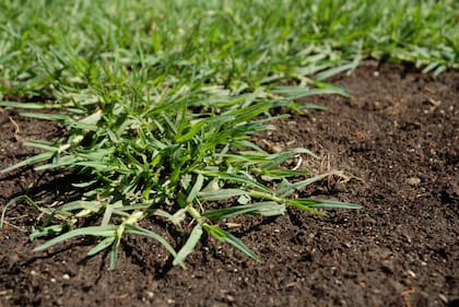 En invierno el césped no se regenera, por eso es conveniente evitar el pisoteo extremo