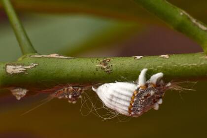 En invierno, la cochinilla acanalada ataca a varias especies de exterior e interior.
