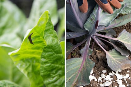 En invierno, las babosas pueden atacar las hortalizas de hoja de la huerta o a las plantas ubicadas a la sombra. Preparar huevo picado y colocarlo alrededor de las plantas ayudará a ahuyentarlas.